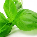 Uso de la Albahaca Para la Belleza