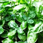 Usos de la Albahaca Para el Hogar
