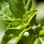 Beneficios de la Albahaca Para la Salud