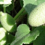 Beneficios de las Alcaparras Para la Salud