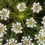 Uso del Anís Para la Belleza