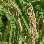 Usos del Arroz Para el Hogar