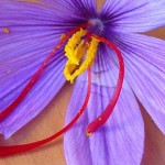 Uso del Azafrán Para la Belleza