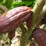 Uso del Cacao Para la Belleza