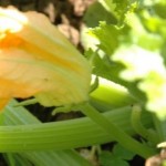 Calabacín y piel: límites de las dietas depurativas