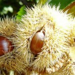 Castañas: ideas para servirlas y límites de sus supuestos beneficios