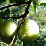 Ciruelas frescas y pasas: ideas para disfrutarlas y qué saber sobre la fibra