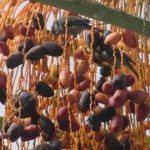 Dátiles y belleza: límites de los remedios caseros