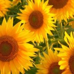 Uso del Girasol en la Belleza