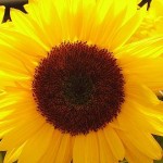 Usos del Girasol en el Hogar
