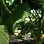 Uso de la Judía Verde en la Belleza
