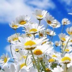 Manzanilla en casa: saquitos aromáticos y precauciones