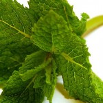 Beneficios de la Menta Para la Salud