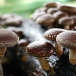 Shiitake en la cocina: preparación y límites de sus beneficios
