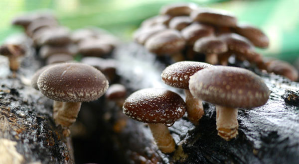 140321-shiitake-harvest08